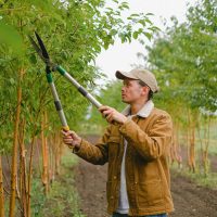 man using a pair of garden shears, one of the top garden equipment, to prune the leaves from a tree in an orchard