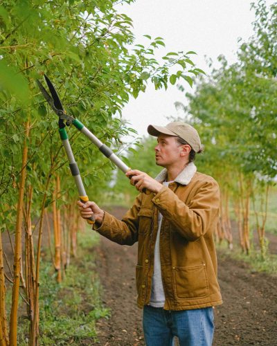 man using a pair of garden shears, one of the top garden equipment, to prune the leaves from a tree in an orchard