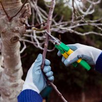 persons hands in gloves cutting branch while tree trimming