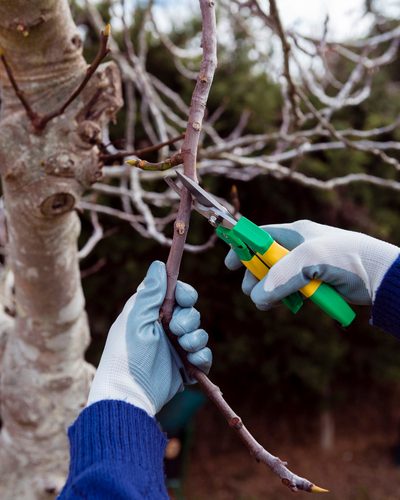 persons hands in gloves cutting branch while tree trimming