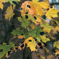 plant with tar spot fungi for illustrating importance of disease and pest-free gardens