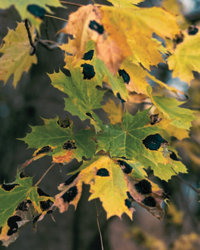 plant with tar spot fungi for illustrating importance of disease and pest-free gardens