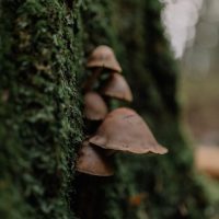 fungi at tree base as an example of a tree safety hazard alert