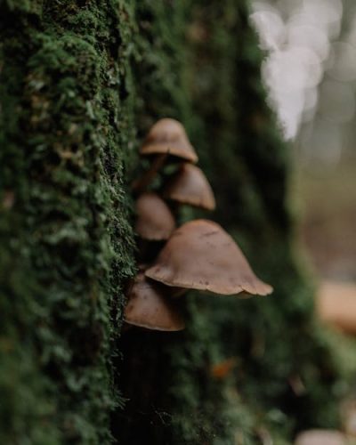 fungi at tree base as an example of a tree safety hazard alert