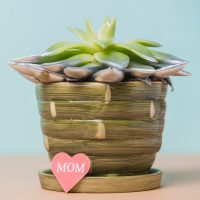 eco-friendly mother's day gifts in the form of a potplant with a heart card saying "MOM"