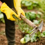 Controlling Weeds Naturally illustrated with hands holding plants dug out of soil