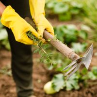 Controlling Weeds Naturally illustrated with hands holding plants dug out of soil