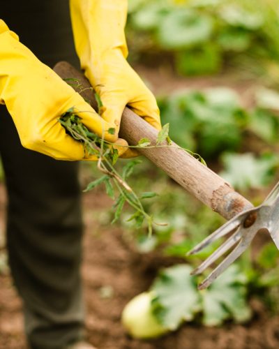 Controlling Weeds Naturally illustrated with hands holding plants dug out of soil
