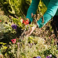 person holding a potted plant as they turn their garden from overgrown to oasis
