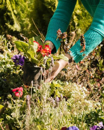 person holding a potted plant as they turn their garden from overgrown to oasis