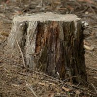 your complete guide illustrated by a tree stump