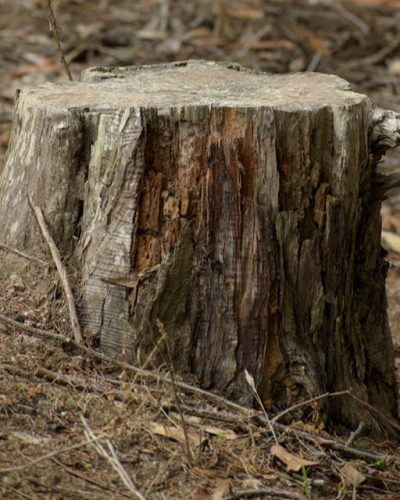 your complete guide illustrated by a tree stump