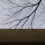 overhanging branch over roof illustrating the importance of Fire-Safe Landscaping