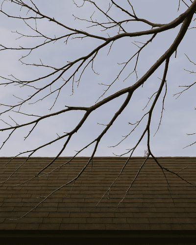 overhanging branch over roof illustrating the importance of Fire-Safe Landscaping