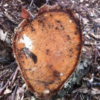 ants eating sap from a tree stump depicting How to Tell If That Tree Stump Is Attracting Pests