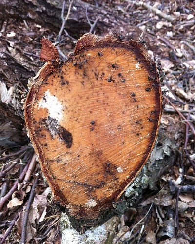 ants eating sap from a tree stump depicting How to Tell If That Tree Stump Is Attracting Pests