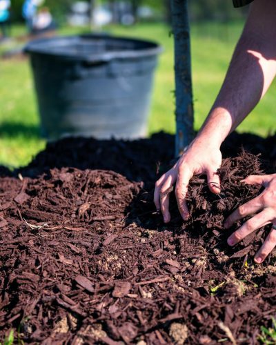 Eco-Friendly Disposal of wood chips with hands of a pile of mulch