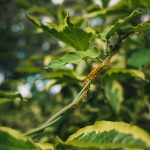 the importance of winter pest control illustrated by a cluster of aphids on a branch
