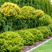 Mastering topiary art illustrated by carefully pruned evergreens