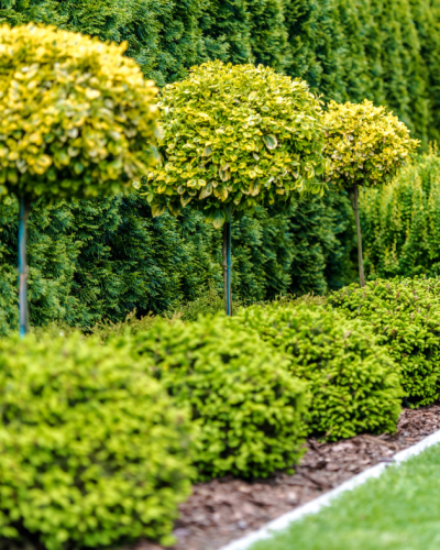 Mastering topiary art illustrated by carefully pruned evergreens
