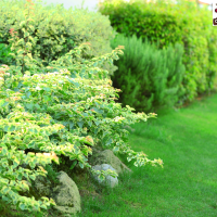 modern landscaping designs with stones and shrubs