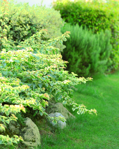 modern landscaping designs with stones and shrubs