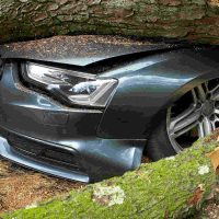 handling storm damage illustrated by a tree on a car