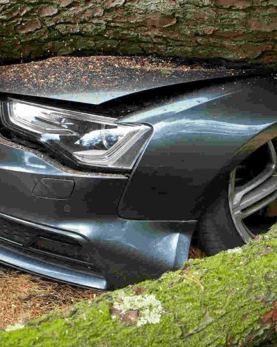 handling storm damage illustrated by a tree on a car