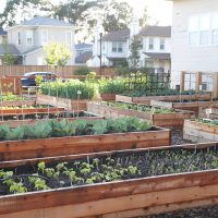 Vegetable Garden with Raised Garden Beds