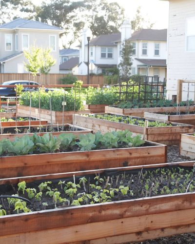 Vegetable Garden with Raised Garden Beds