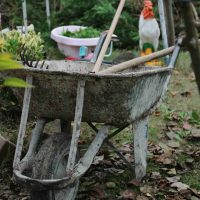Spring garden maintenance illustrated by wheelbarrow with tools in messy garden