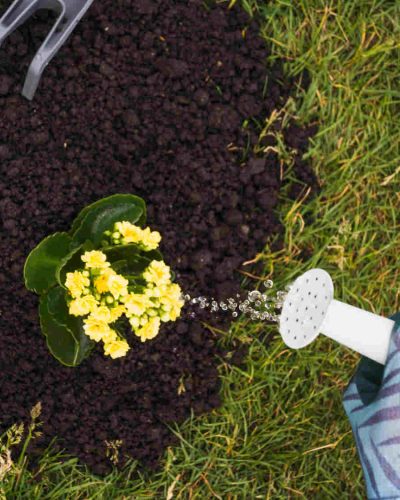 The Great Garden Thaw illustrated by blooming flower being watered with garden tools next to bloom