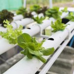 mastering hydroponics with plants in pipes