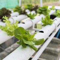 mastering hydroponics with plants in pipes