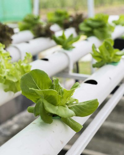 mastering hydroponics with plants in pipes
