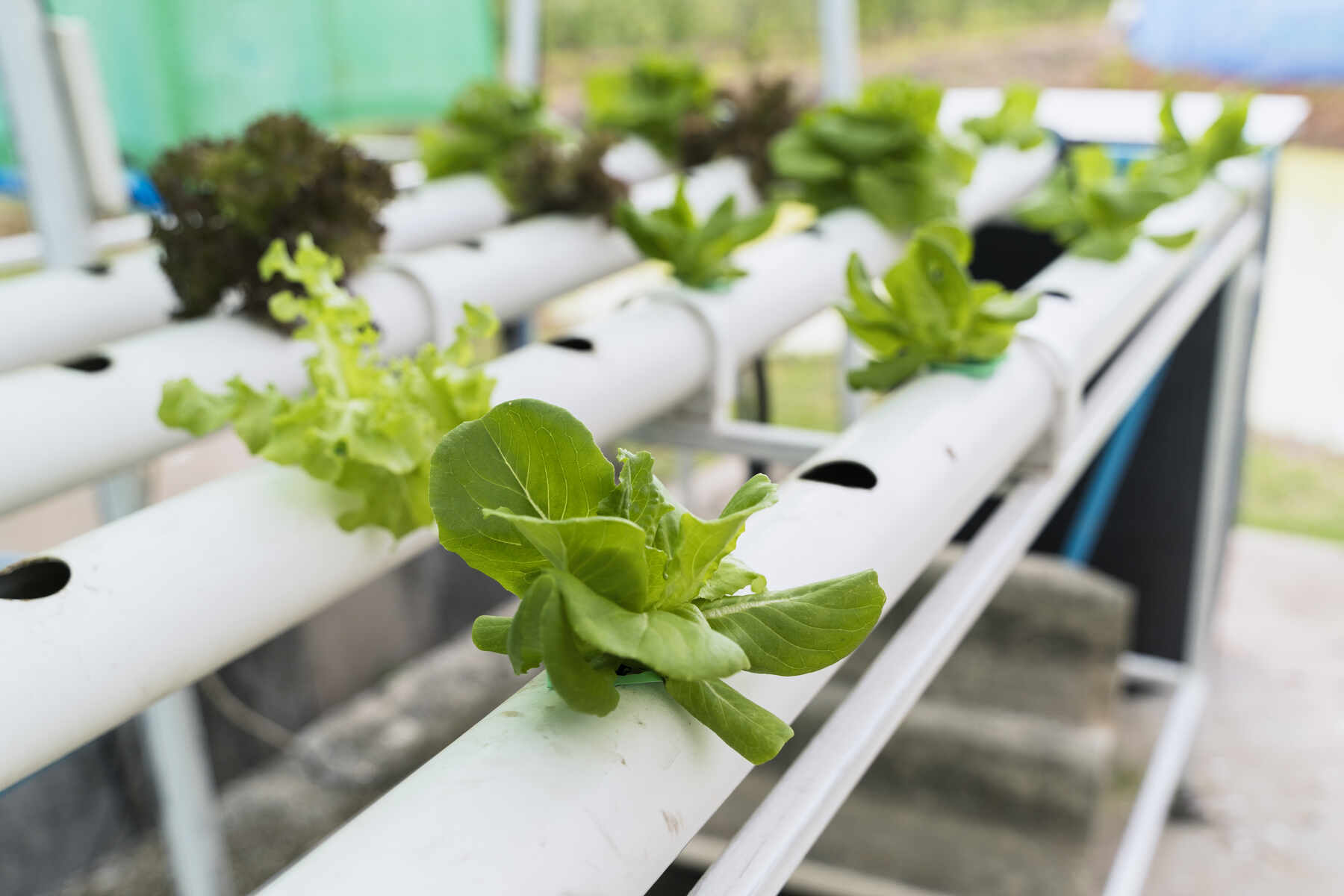 Mastering Hydroponics: Sustainable Soil-Free Harvests