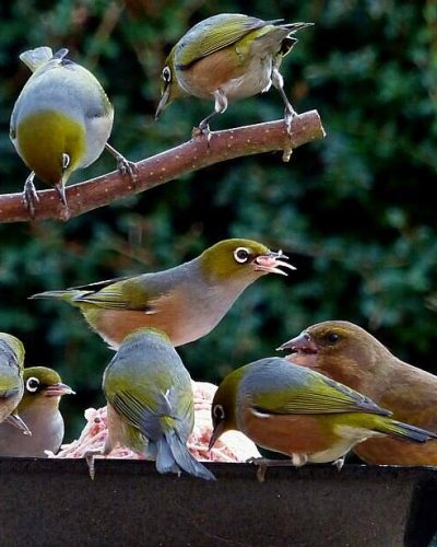 DIY Bird Feeder Ideas with DIY Rustic Tray surrounded by birds