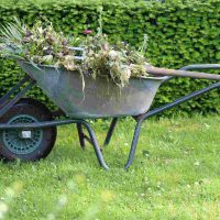 wheelbarrow full of dead plants from holiday garden cleanup