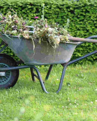 wheelbarrow full of dead plants from holiday garden cleanup
