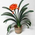 Pot with single Clivia miniata, one of SAs vibrant summer blooms