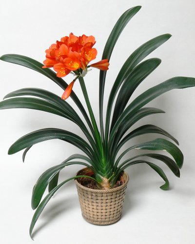 Pot with single Clivia miniata, one of SAs vibrant summer blooms