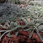 close up of Dymondiamargaretae to illustrate Drought-resistant grasses