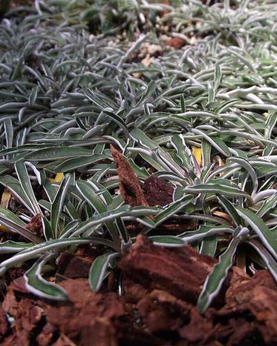 close up of Dymondiamargaretae to illustrate Drought-resistant grasses