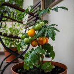 small tomatoes in an outdoor pot for summer harvesting