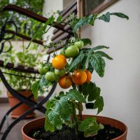 small tomatoes in an outdoor pot for summer harvesting