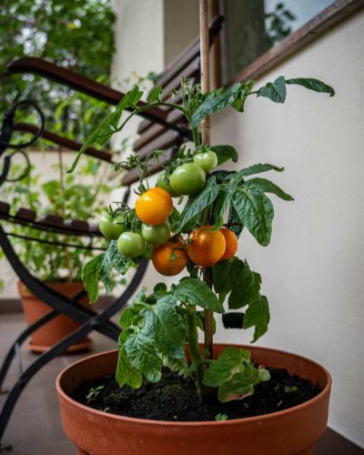 small tomatoes in an outdoor pot for summer harvesting