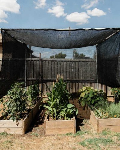 7 Ways to Beat Summer Heat Stress with shade netting over plants