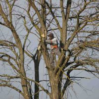 professional arborist pruning for better airflow