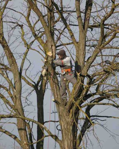 professional arborist pruning for better airflow