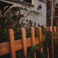 house with overgrown plants reaching through the fence with a practical guide to clearing them